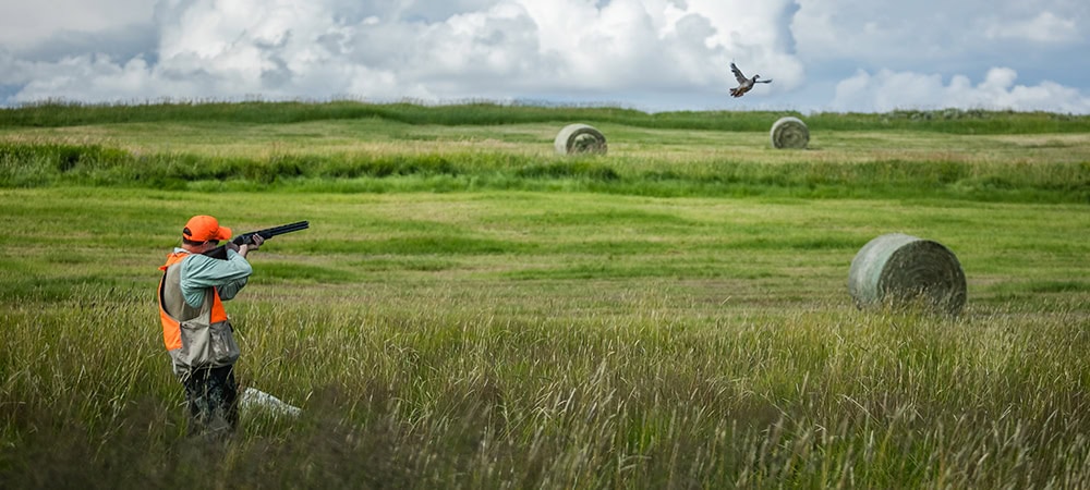 A guest firing a Purdey shotgun at a flying pheasant