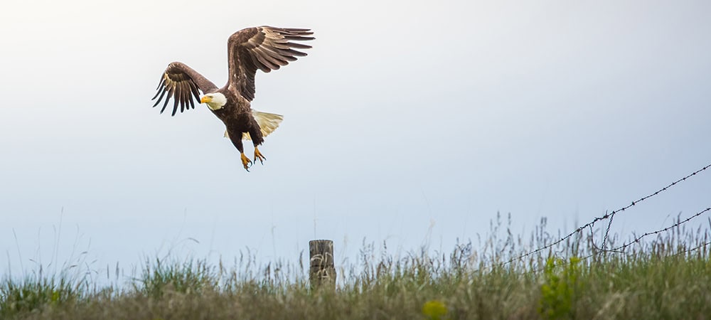 A bald eagle flying through Wyoming’s wild landscape